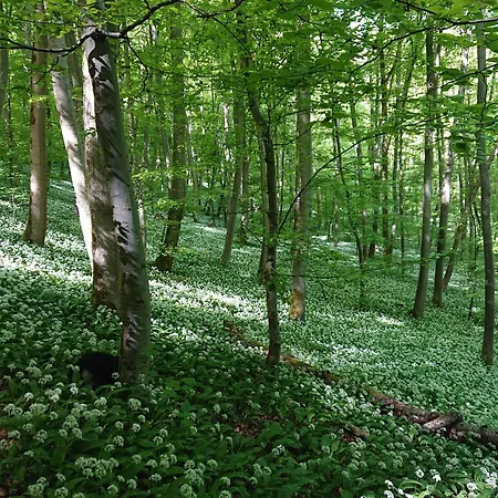 Im Buchenwaeldchen - Ruhig Gelegenes Haus - Wlan - Sauna - Garten 5000qm Und Grill Bis 12 Personen - Willkommen - Nur 10 Km Von Goettingen